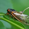 When Can We Feast On Cicadas?
